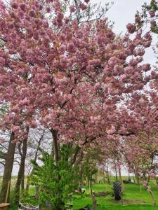 a tree with pink flowers on it in a park at Eider in Karolinenkoog