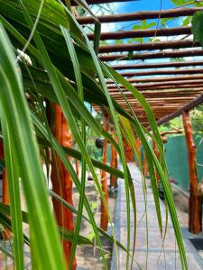 a close up of a green plant at Imperio dos Bambus Suites in Jijoca de Jericoacoara
