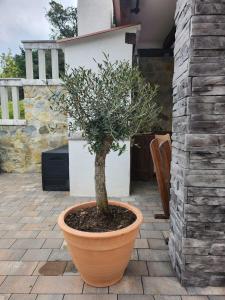a potted tree in a pot on a patio at Vila Marija in Rab