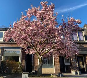 a tree with pink flowers in front of a house at Sfeervol verblijf nabij centrum Almelo in Almelo