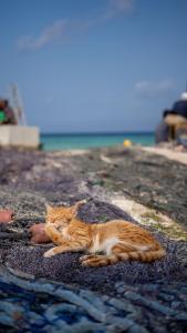 an orange and white cat laying on the ground at Yasmin house in Kizimkazi