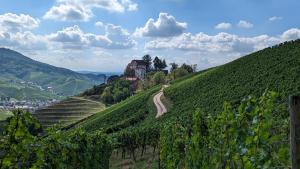 einen Weinberg auf einem Hügel mit einem Haus darauf in der Unterkunft Sauers Schwarzwaldglück in Appenweier