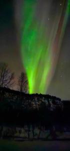 an aurora in the sky over a field with trees at Face Of North in Gratangen