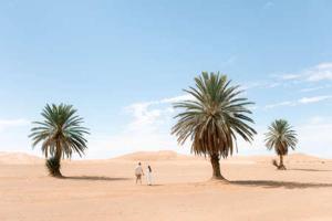 deux personnes debout dans le désert entre deux palmiers dans l'établissement Camp Sahara Holidays, à M'Hamid El Ghizlane