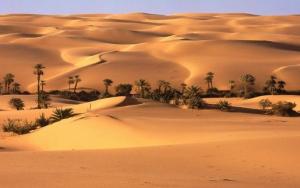 a desert with palm trees and sand dunes at Camp Sahara Holidays in Mhamid