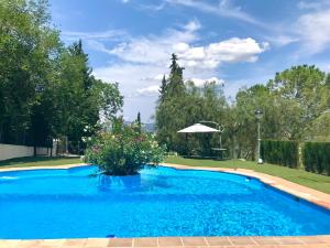 una piscina azul con una planta en un patio en La Almedina casa Bellavista, en Cazorla