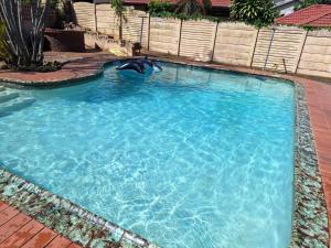 a dolphin in the water in a swimming pool at 7 on Mendoza in Durban