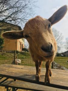 una cabra marrón sobre una mesa de madera en Agriturismo La Montina, en Ponti Sul Mincio