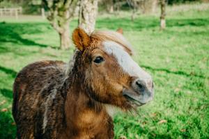 a brown and white cow standing in a field at Blatchford Briar - Award Winning Private Shephards Huts with their own Secluded Hot Tubs in Milton Abbot