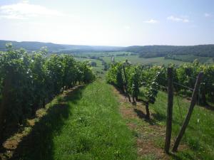 een rij druiven in een wijngaard bij Chambre triple du grand sapin 