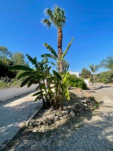 Fotografie z fotogalerie ubytování Finca Limoneros v destinaci Alora + 37 fotografií