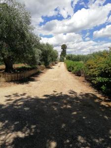 a dirt road with trees on both sides at Casa Vacanza Angela in Pisticci