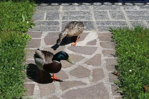 Άλλα ζώα σε αυτή η παραθεριστική κατοικία ή στη γύρω περιοχή
