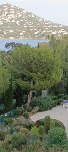 ein großer Baum inmitten eines Gartens in der Unterkunft CAP ESTEREL VILLAGE VACANCES T2 vue mer AGAY in Saint-Raphaël