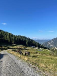 Táj Show homestays közelében