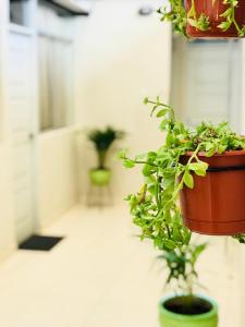 Deux plantes en pot sont suspendues sur un mur dans l'établissement Garden House Piura, à Piura