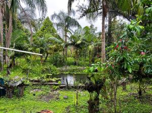 a garden with a pond and palm trees at Otima chacara com Wi-Fi em Mongagua SP in Mongaguá