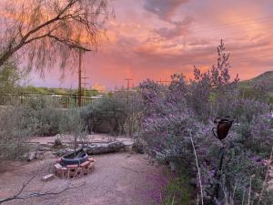 einen Garten mit lila Blumen und einem Sonnenuntergang in der Unterkunft Desert retreat close to downtown/ U of A, 1-10 in Tucson