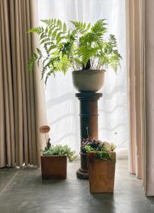 three potted plants in pots sitting in a room at Container convertido en acogedor apartamento in Cajicá