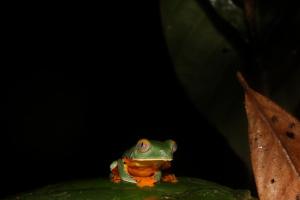 une grenouille assise sur une feuille verte dans l'établissement Hostal Bahía Solano Herping, à El Valle