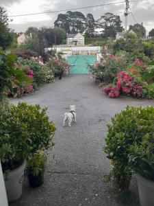 a small white dog standing in a courtyard with flowers at Saint Martin's Bed and Breakfast in Bandon