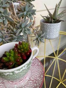 uma taça de fruta sentada numa mesa com plantas em Sylvester’s on Lamont. Arty in Invermay. em Invermay