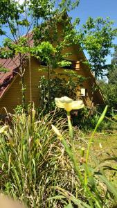 a yellow flower in front of a house at Toca das Sementes in Maria Preta