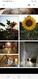 a collage of four pictures of a sunflower at Toca das Sementes in Maria Preta