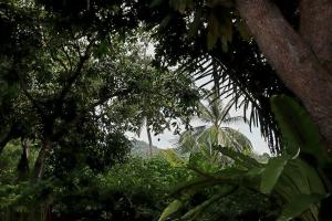 a forest of trees and plants with a mountain in the background at Kebun Rohani Cottages in Senggigi