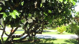 Ein Garten an der Unterkunft Tenuta Paifer