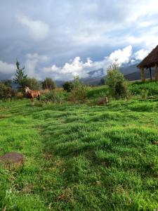 um cavalo parado num campo de relva verde em Casona San Jorge em Lucre
