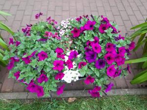 Ein Haufen rosa und lila Blumen in einem Topf in der Unterkunft Haus zur Sonne in Flöha