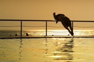 eine Person, die am Rande eines Pools ins Wasser springt in der Unterkunft Istion Club & Spa in Nea Potidaea