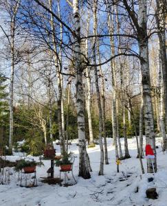 un parque con árboles y sillas en la nieve en Vila Elena, en Stará Lesná