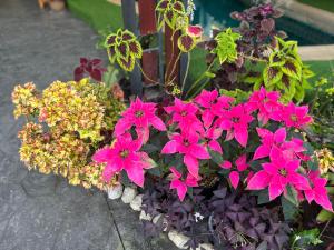 a bunch of pink flowers in a flower pot at Chean-Chean House in Chiang Rai