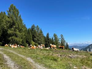 Állatok a magánszobán vagy a közelben