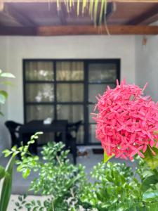 a pink flower in front of a house at Boli Villa Thoddoo in Thoddoo