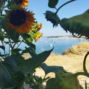 um grupo de girassóis numa praia com barcos na água em House Mara em Pakoštane