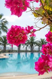a group of pink flowers in front of a swimming pool at Empyrean Villa in Kalyves Poligirou