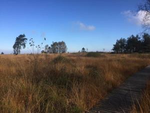 un chemin en bois traversant un champ d'herbe haute dans l'établissement L'annexe, à Stavelot 2 autres photos