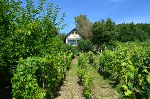 Zahrada ubytování Grand Cru 3. Vendégház + 16 fotografií