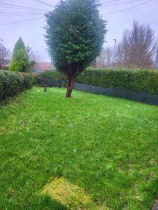 un arbre au milieu d'une prairie dans l'établissement Getaway Home in Manchester, à Manchester