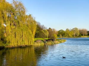 un canard nageant dans une rivière avec un arbre dans l'établissement Lake view private room, desk, 1 Gbps net, free parking, à Londres