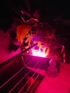 a plant in a vase with a red light at Chambre Noire in Solre-le-Château