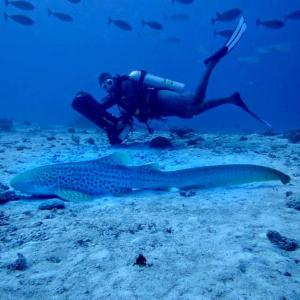 una persona è sott'acqua con uno squalo balena nell'oceano di Oren a Maamigili