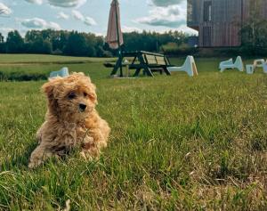 um cão castanho sentado na relva num campo em Glemuria em Ketrzyn