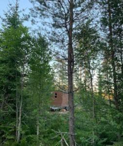 una cabaña de madera en medio de un bosque en Off-grid minihus på Finnskogen., en Kongsvinger