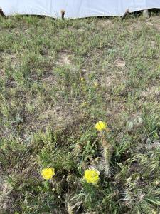 リバートンにあるJMA Tipiの黄色い花の草原