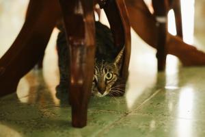 a cat peeking out from under a wooden chair at Hostal Casa Cucu - Wifi, Hot Water, AC, free water refill - Stay 3 nights or more and get 1 day free bikes & 1 free laundry wash in Valladolid
