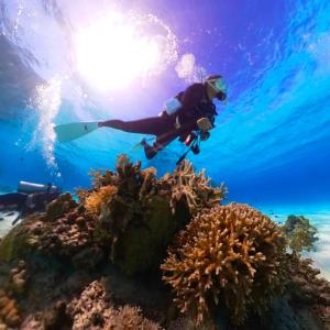 eine Person schwimmt über einem Korallenriff in der Unterkunft HOTEL KANALOA in Tokashiki